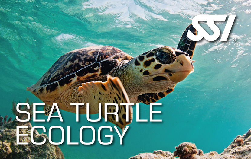 SSI Sea Turtel Ecology
